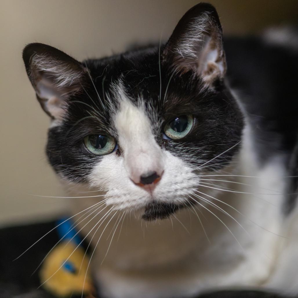 Enlarge Luna, a Adoptable Domestic Short Hair in Wilmington, DE image 1/6