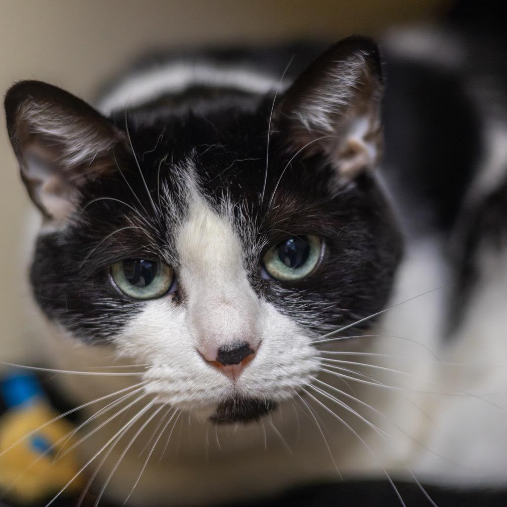 Enlarge Luna, a Adoptable Domestic Short Hair in Wilmington, DE image 3/6