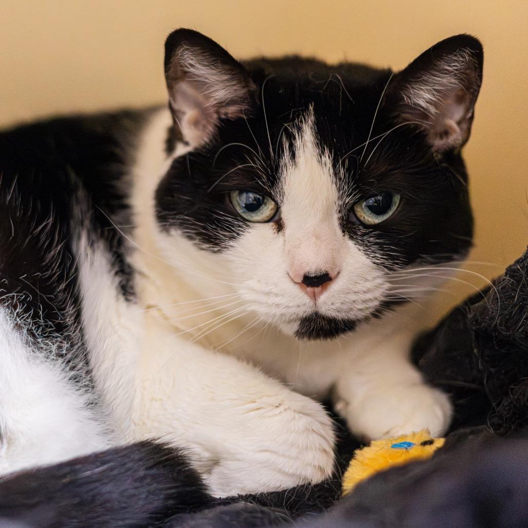 Enlarge Luna, a Adoptable Domestic Short Hair in Wilmington, DE image 5/6