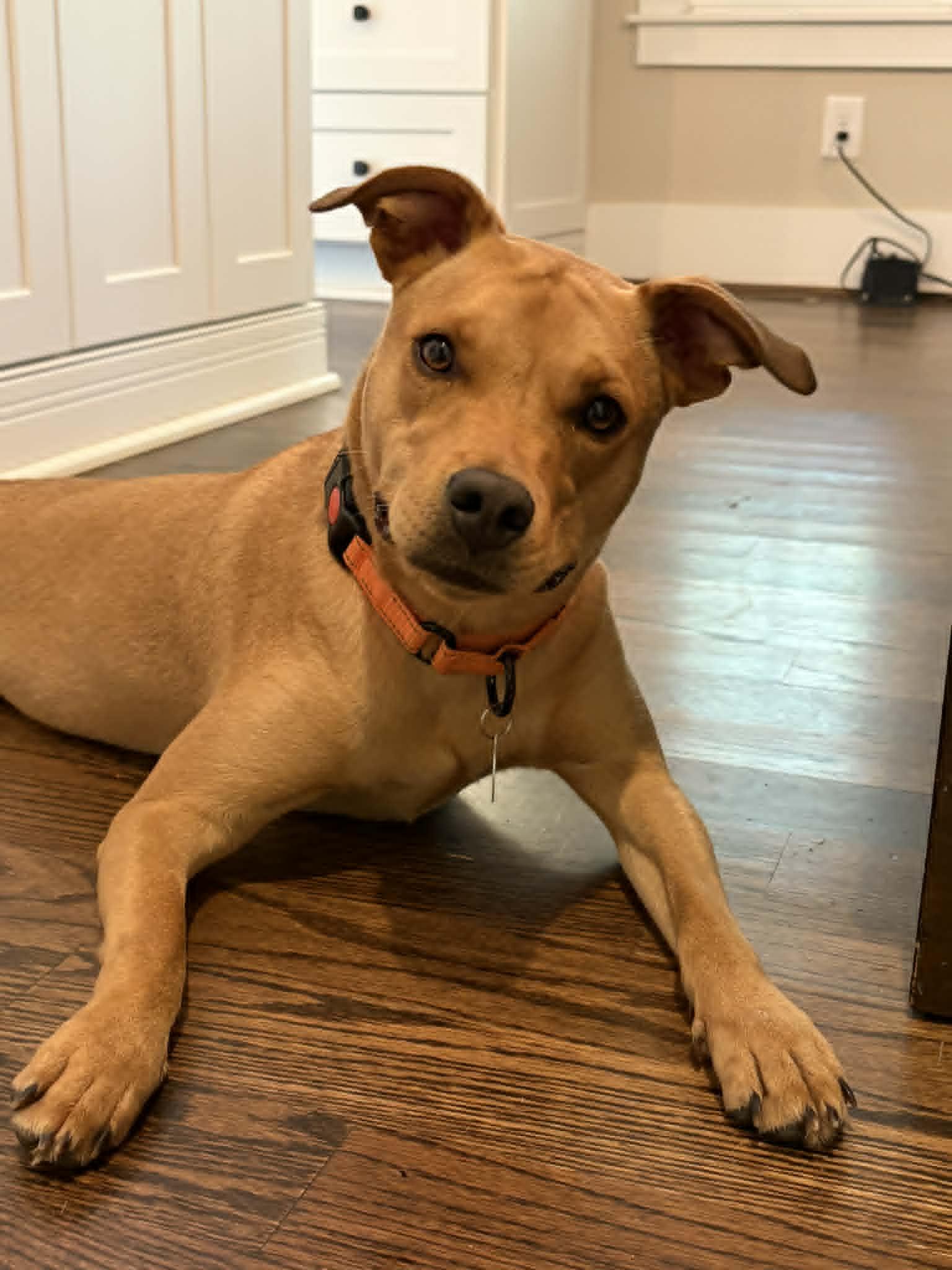 Cristella, a ADOPTABLE mixed breed in Cumming, GA image 3/6