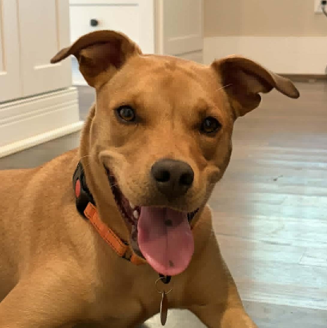 Cristella, ADOPTABLE, Young Female Pit Bull Terrier.
