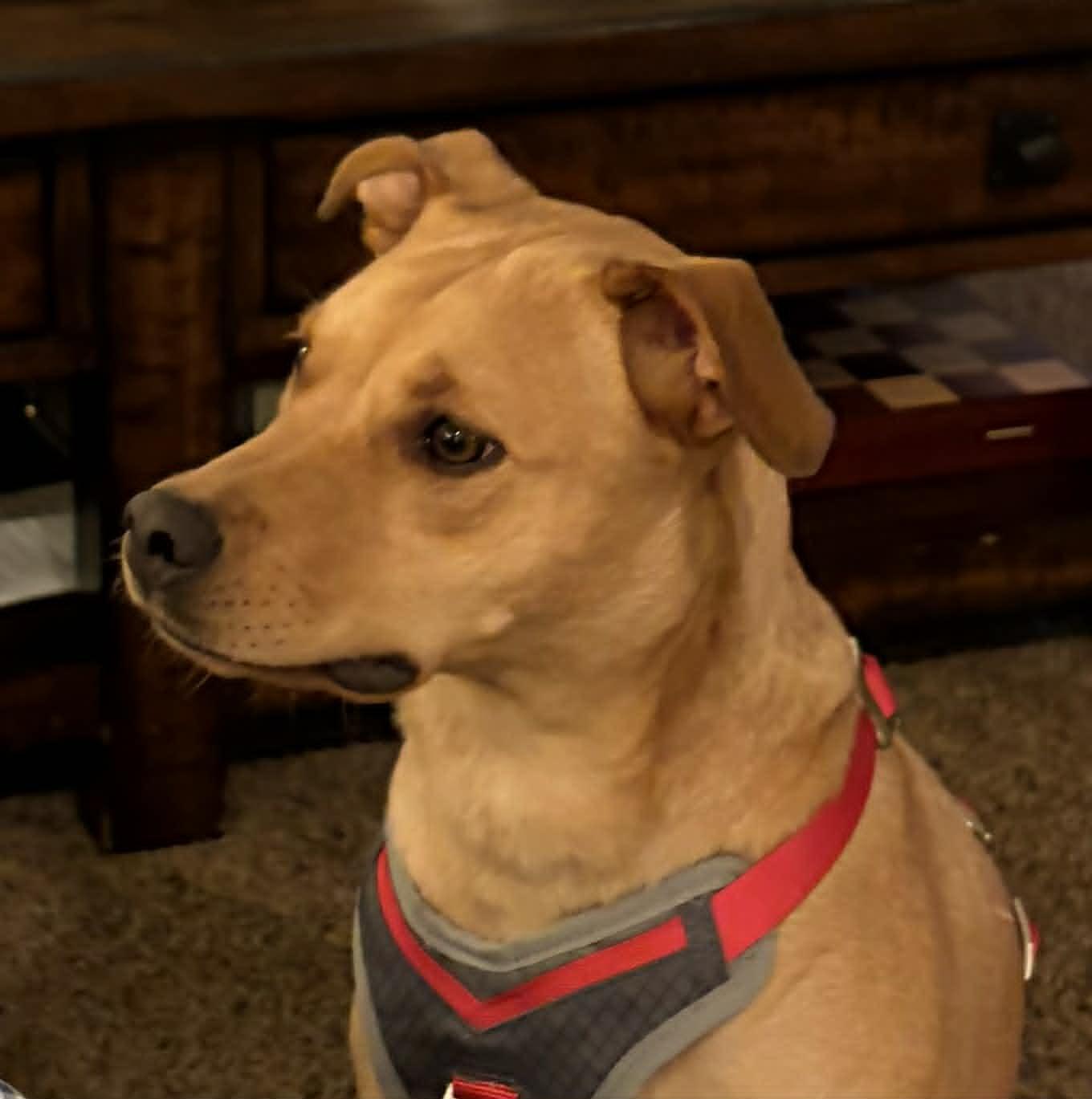 Cristella, a ADOPTABLE mixed breed in Cumming, GA image 4/6
