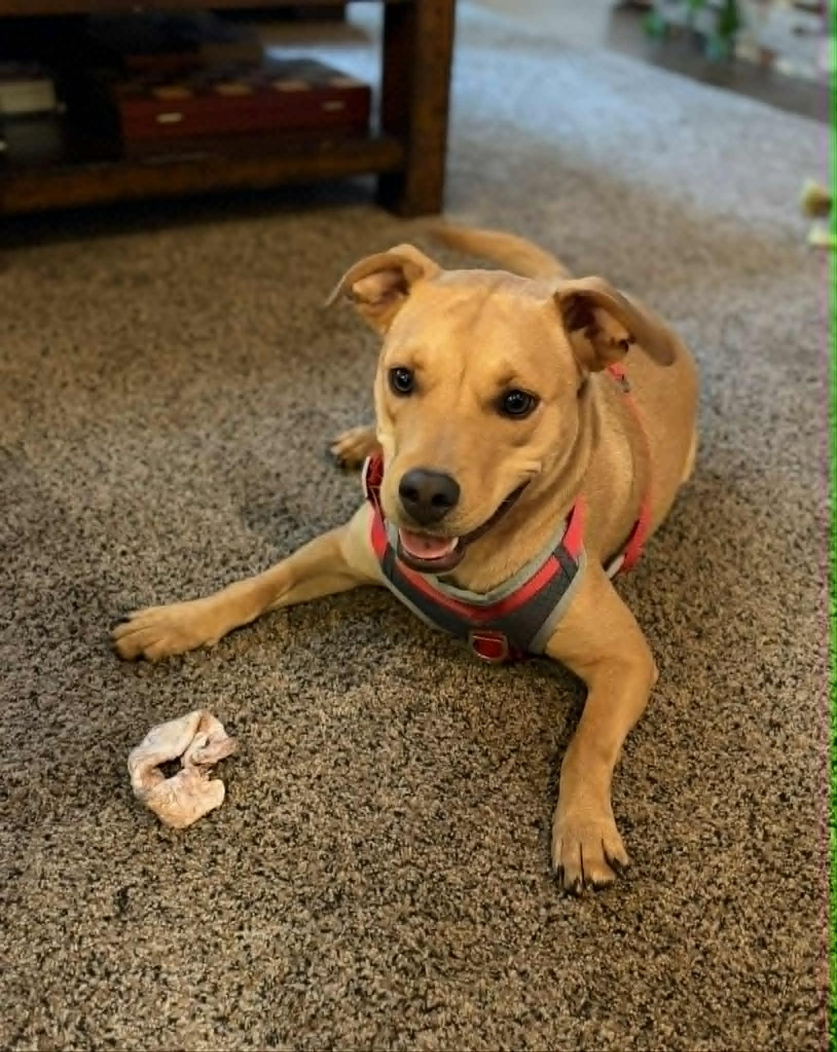 Cristella, a ADOPTABLE mixed breed in Cumming, GA image 2/6
