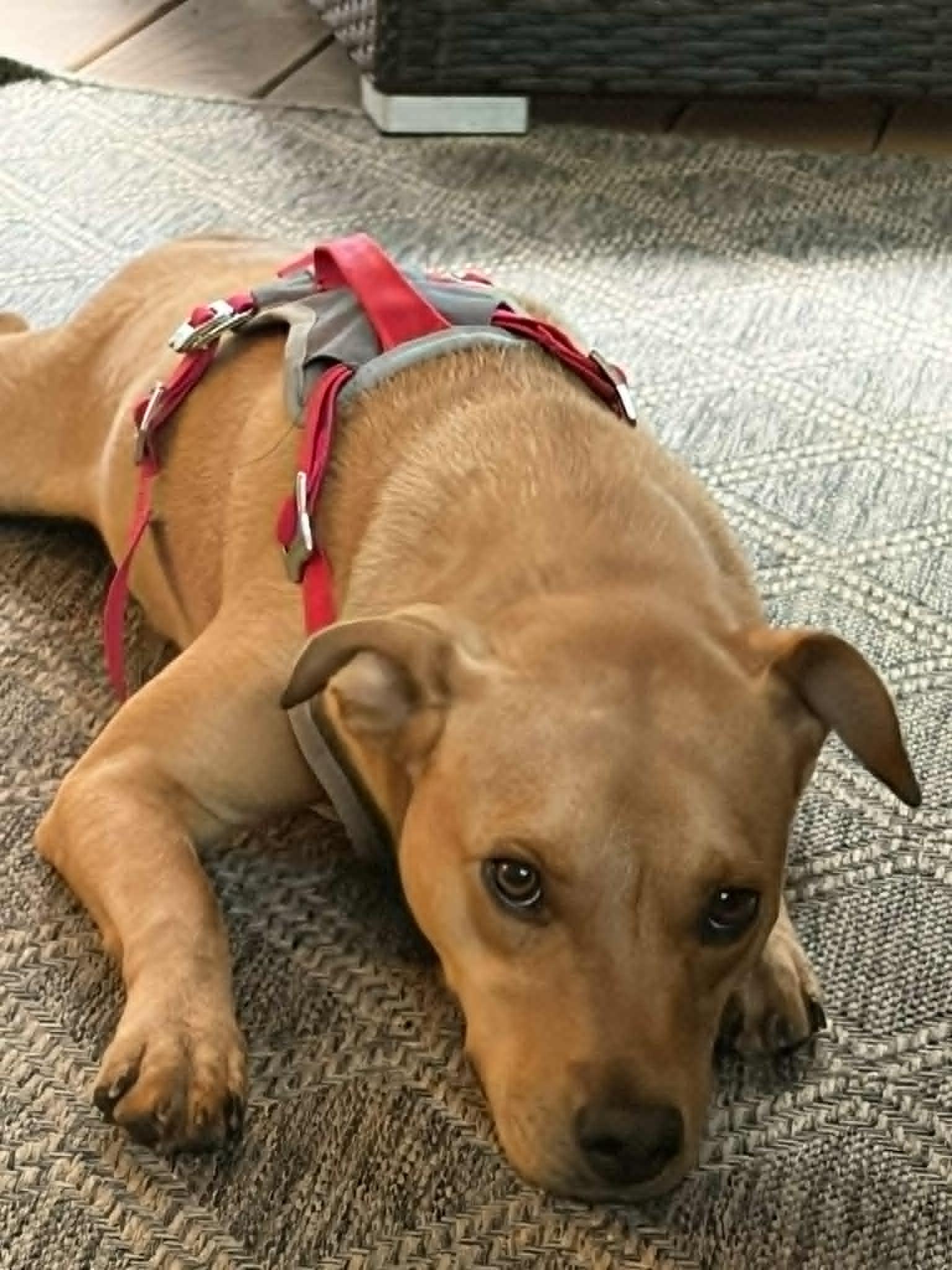 Cristella, a ADOPTABLE mixed breed in Cumming, GA image 6/6