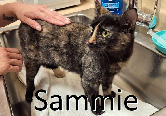 Sammie, Adoptable, Adult Female Tortoiseshell & Domestic Medium Hair.