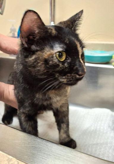 Enlarge Sammie, a Adoptable mixed breed in Mountain View, AR image 2/2