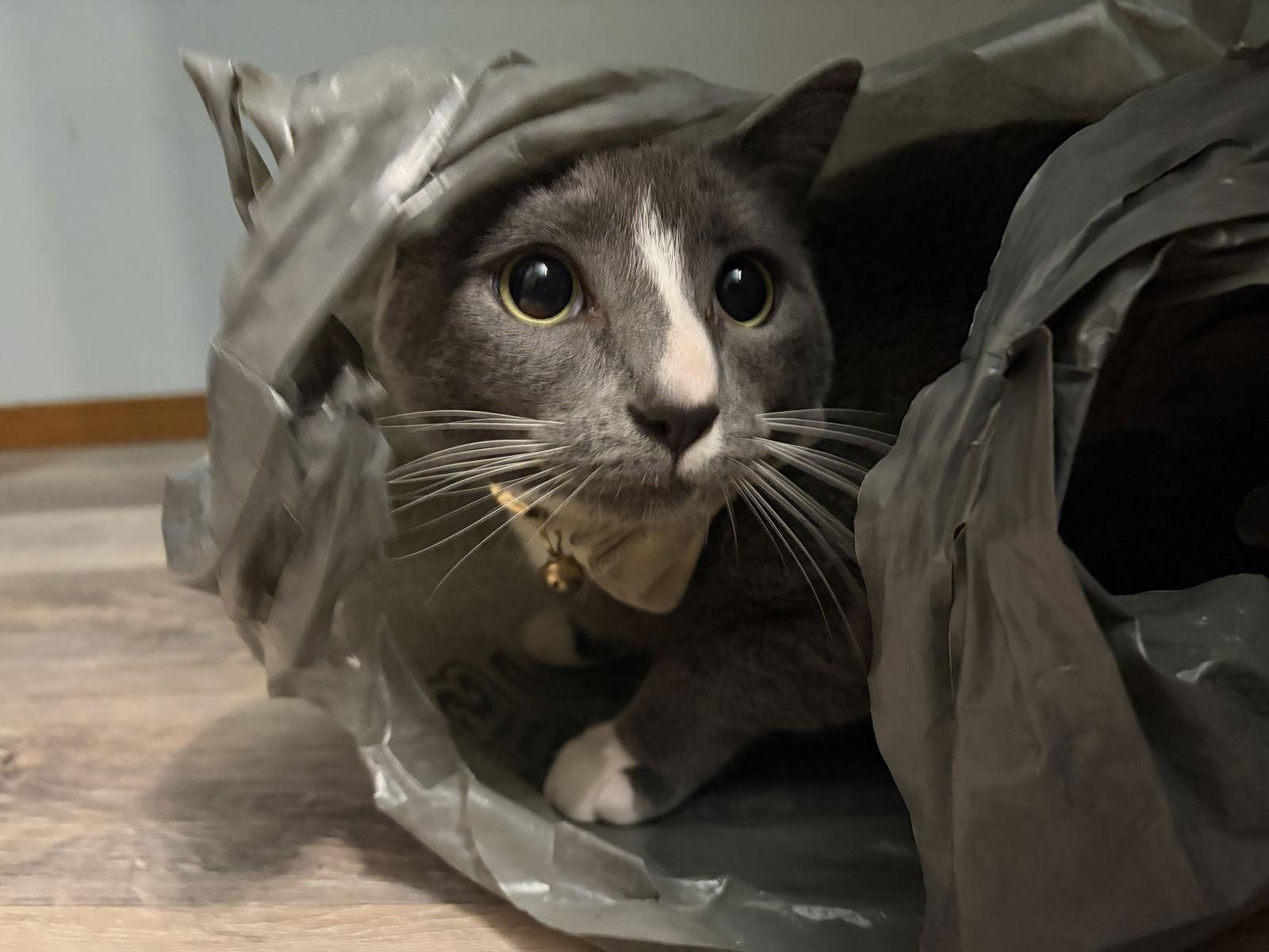 Enlarge Robbie, a Adopted Domestic Short Hair in Burlington, WA image 1/3