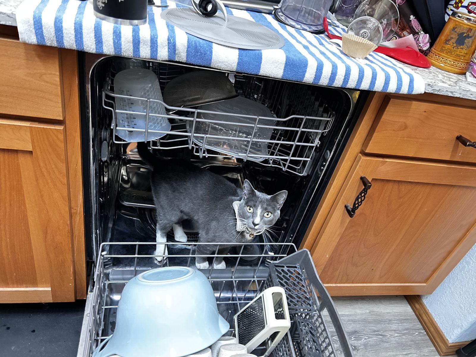 Enlarge Robbie, a Adopted Domestic Short Hair in Burlington, WA image 2/3