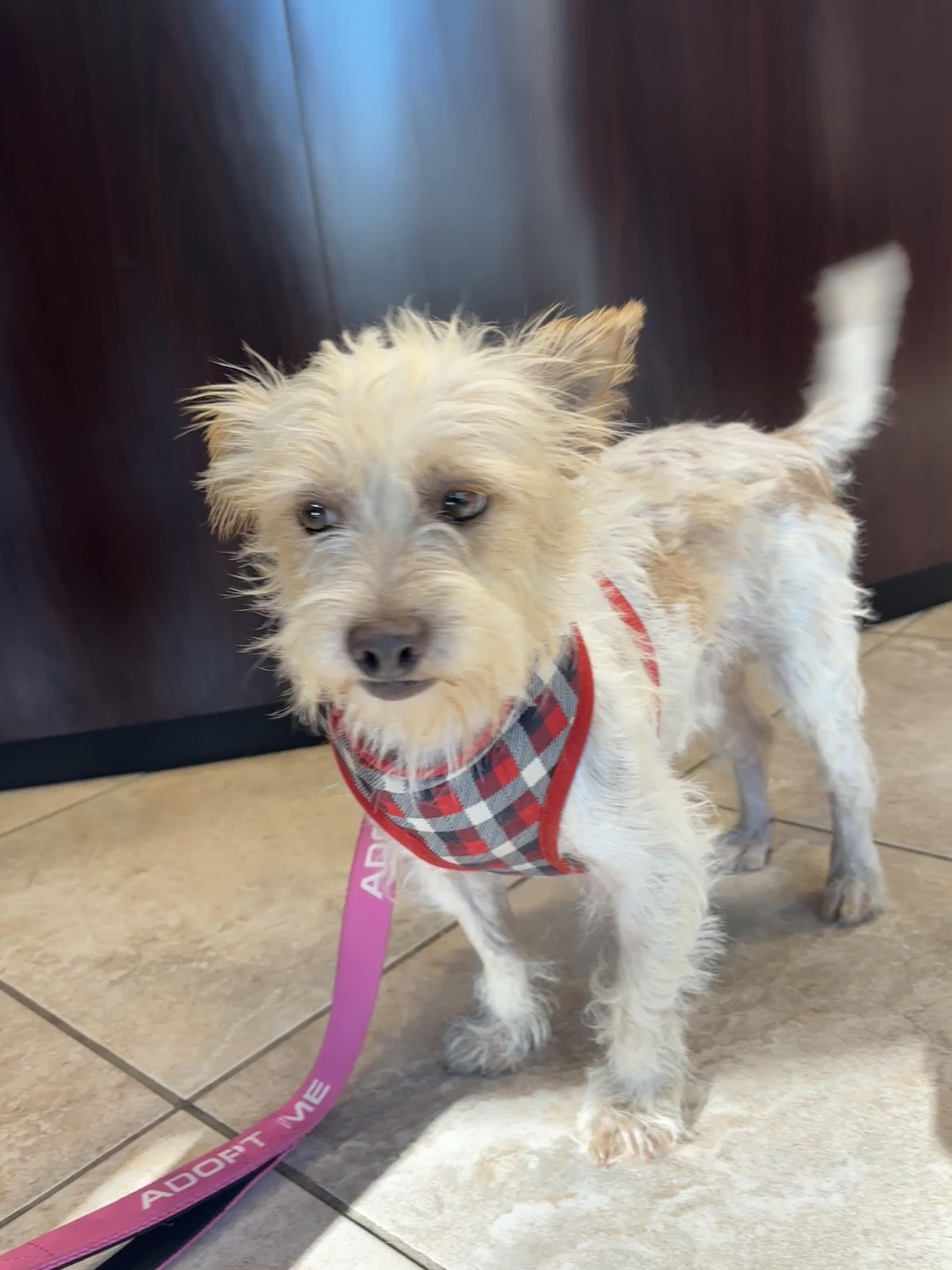 Enlarge Milton, a Adoptable Terrier in Spring, TX image 3/4