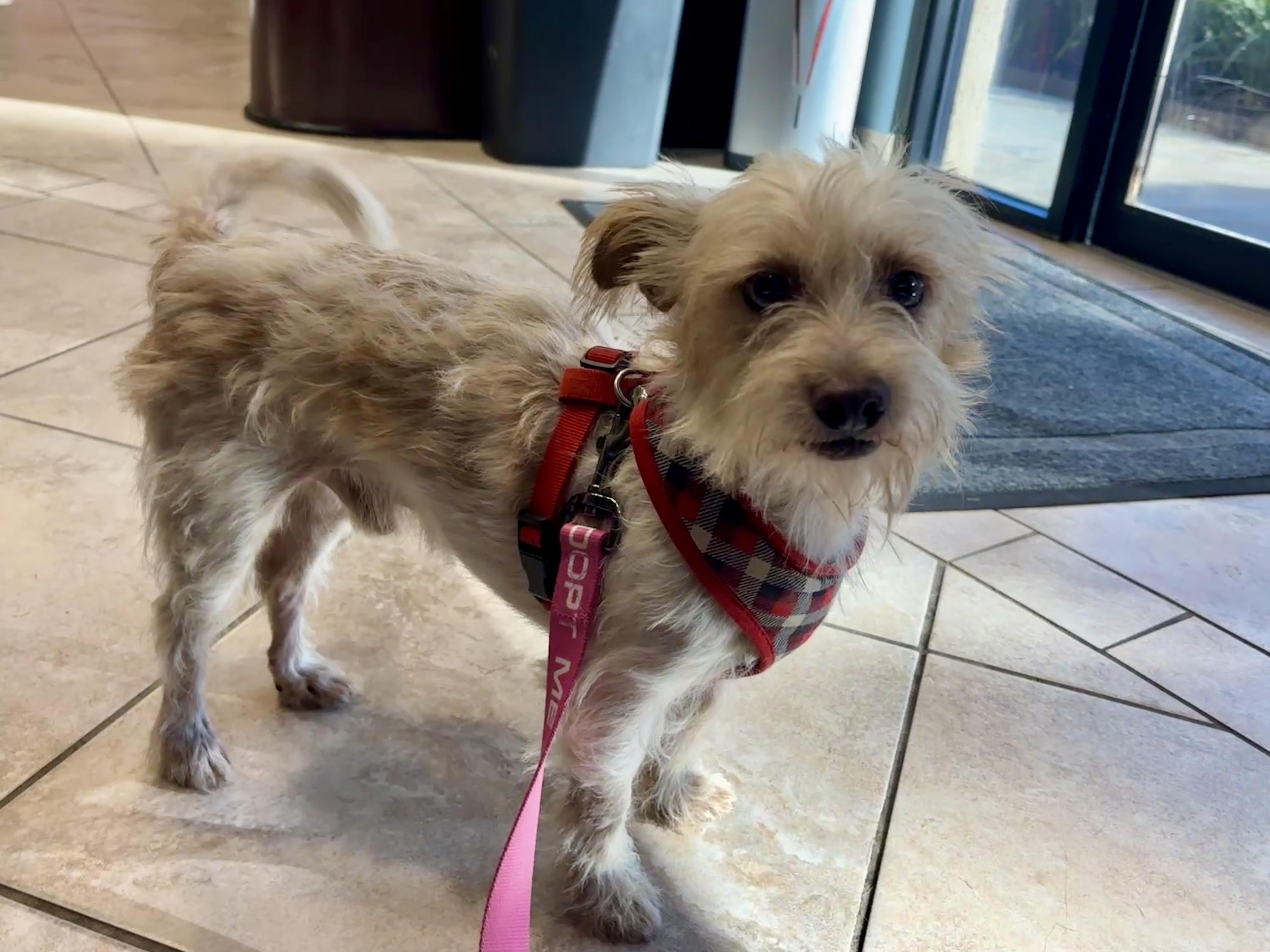 Enlarge Milton, a Adoptable Terrier in Spring, TX image 4/4