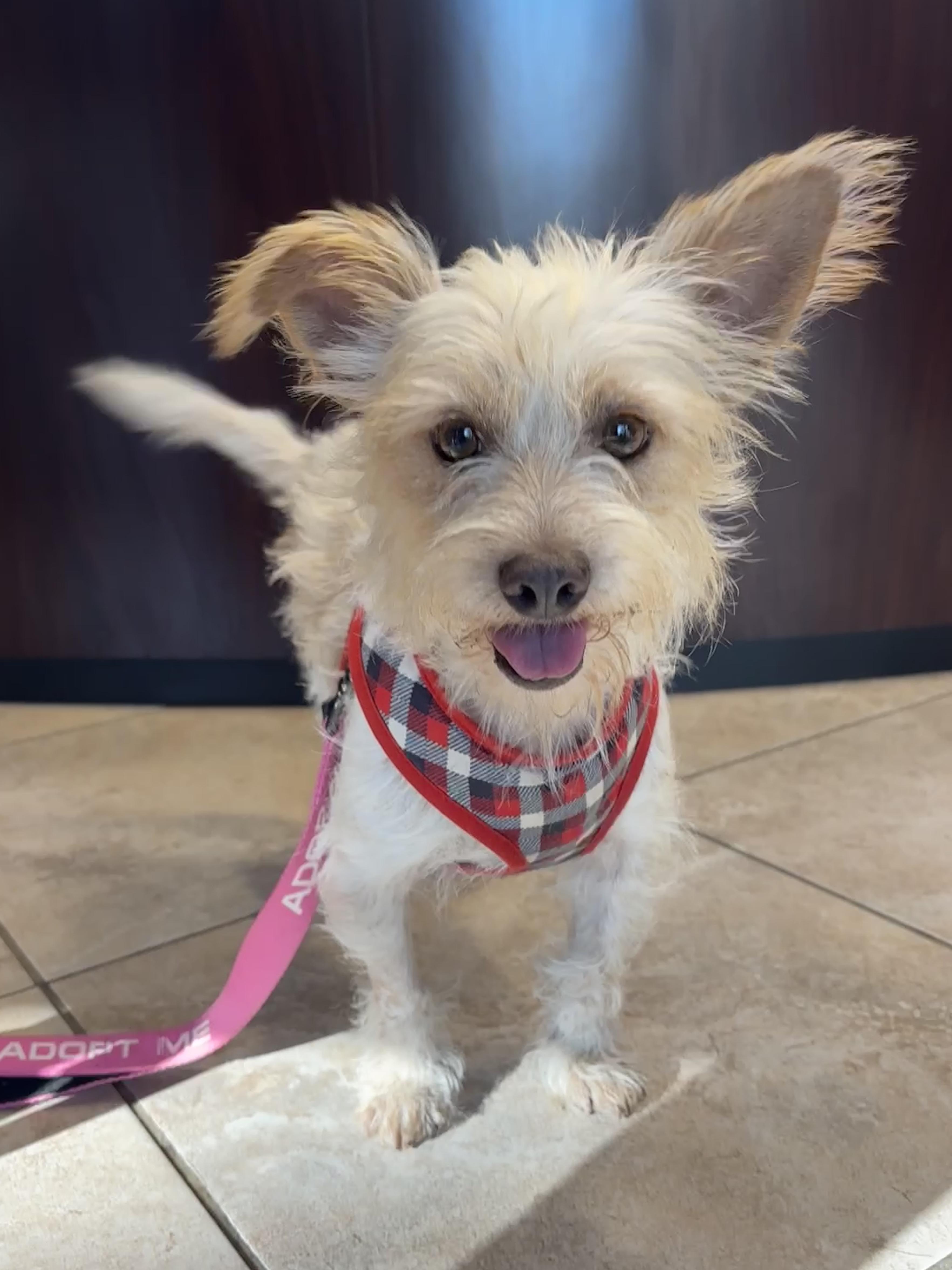 Milton, Adoptable, Adult Male Terrier.