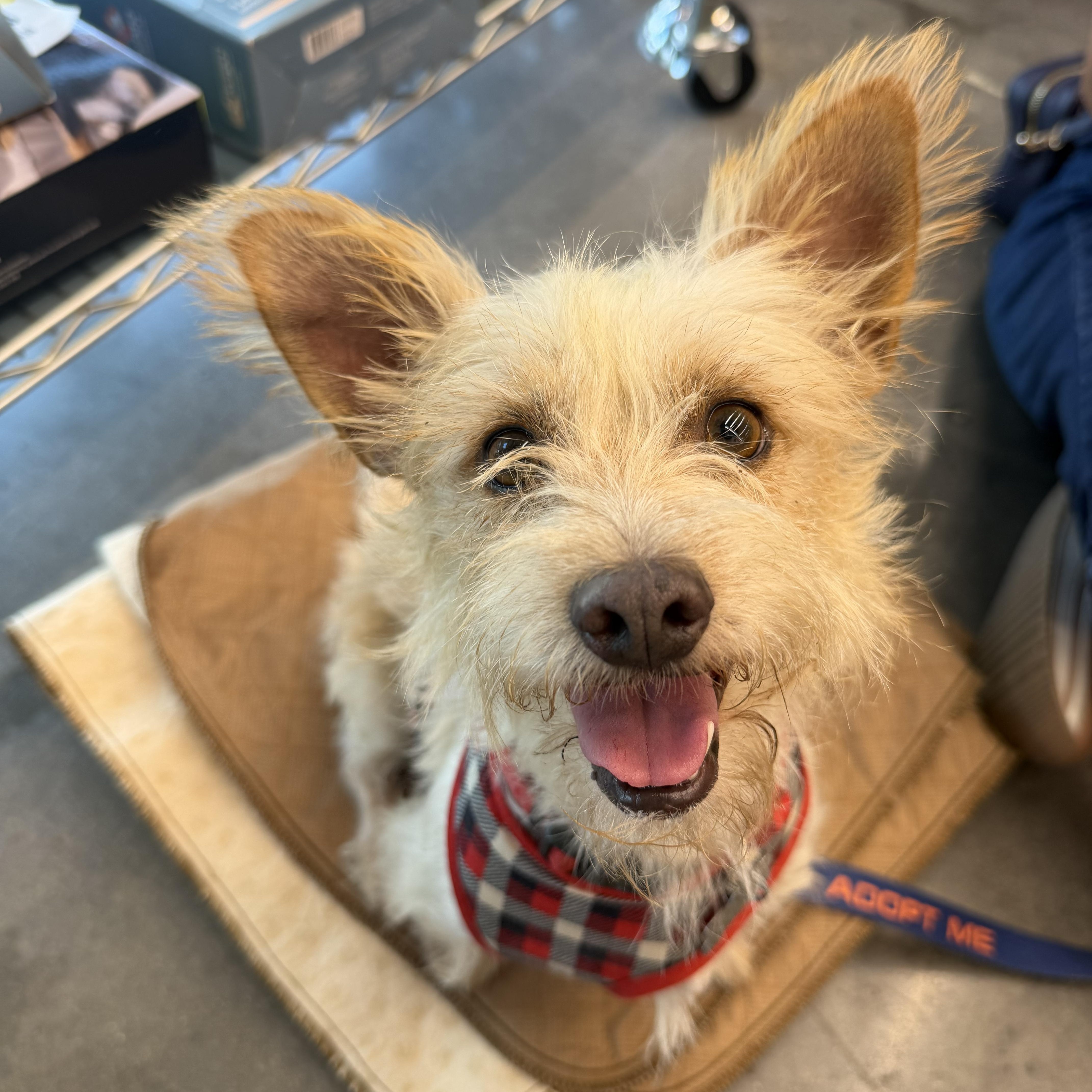 Enlarge Milton, a Adoptable Terrier in Spring, TX image 2/4