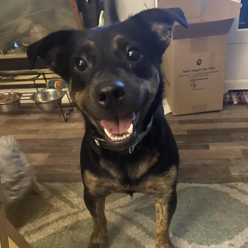 BettyLou Boots D6540, Adoptable, Adult Female Labrador Retriever & Cattle Dog.