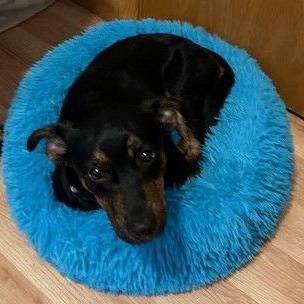 BettyLou Boots D6540, a Adoptable mixed breed in Princeton, MN image 2/6