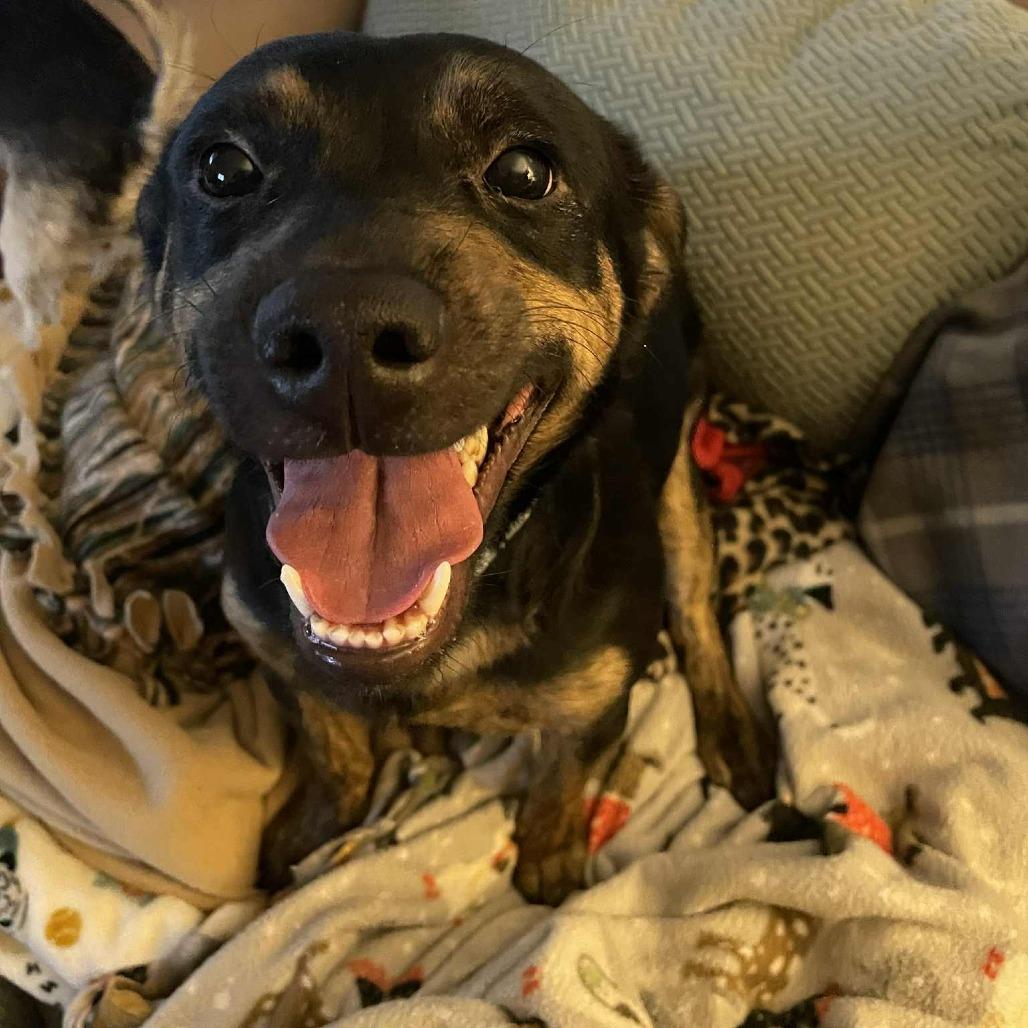 BettyLou Boots D6540, a Adoptable mixed breed in Princeton, MN image 6/6