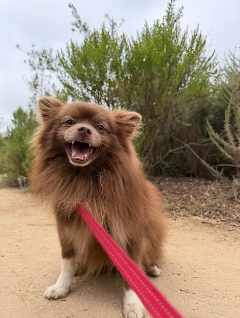 Enlarge Mustang, a ADOPTABLE Pomeranian in Placentia, CA image 1/1