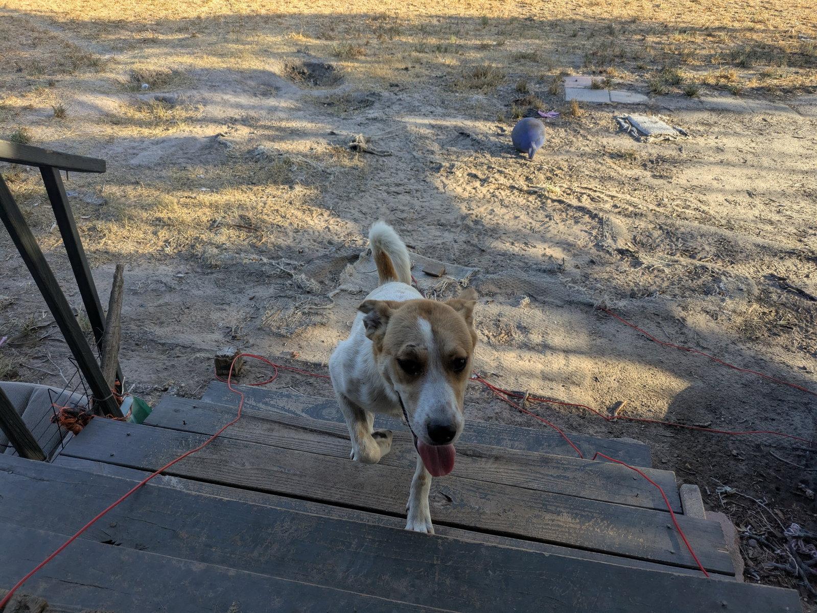Enlarge Casey, a Adoptable mixed breed in Falfurrias, TX image 2/3