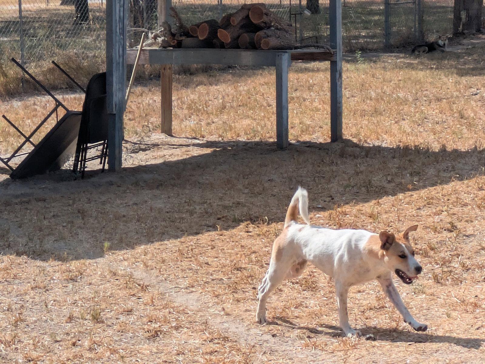 Enlarge Casey, a Adoptable mixed breed in Falfurrias, TX image 3/3