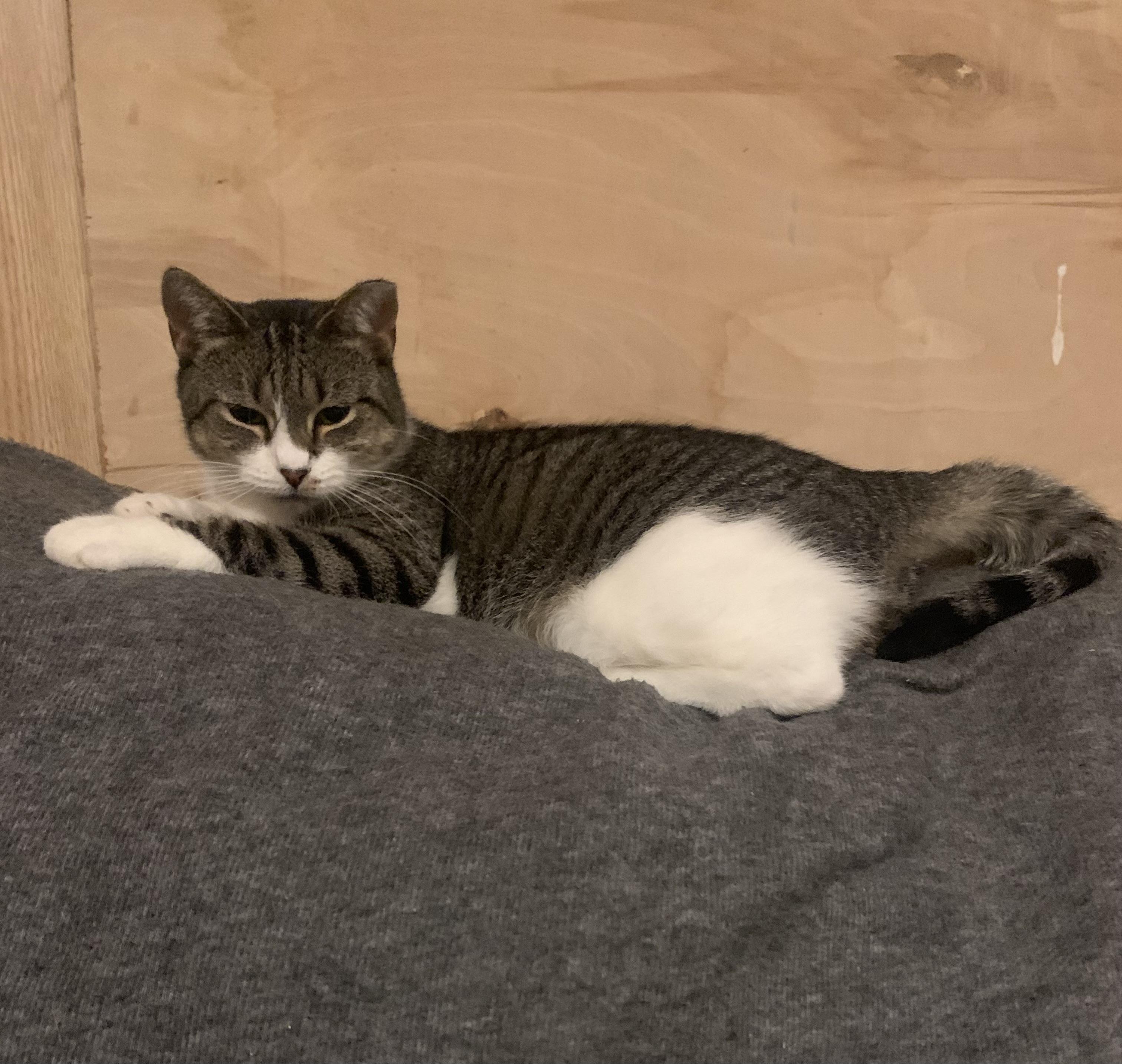 Princess, Adoptable, Adult Female Domestic Short Hair.