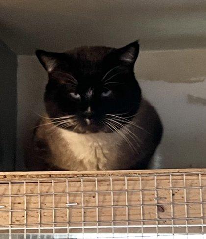 Jessie, adopted, Adult Male Himalayan.