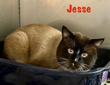 Jessie, an adopted Himalayan in Deming, NM image 2/2