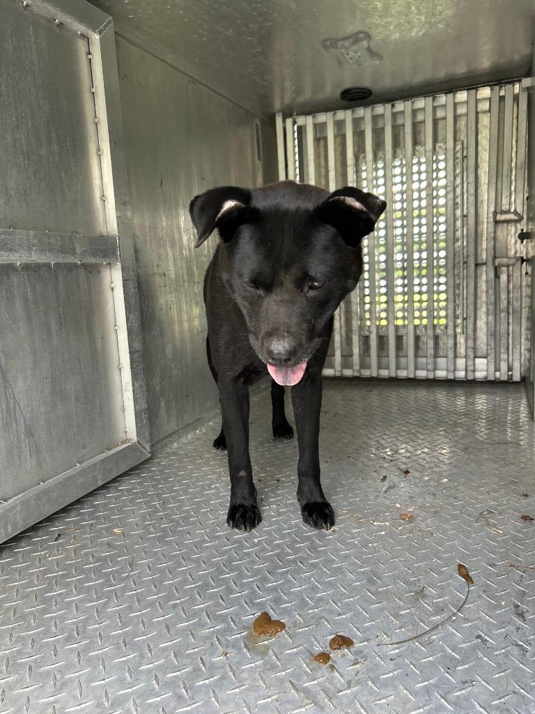 Enlarge Vegas, a Adoptable mixed breed in Oxford, NC image 1/1