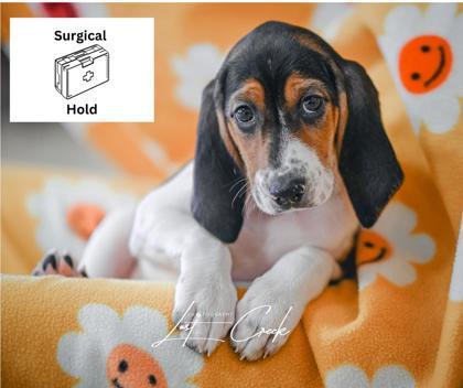 Melody — thumbnail 2