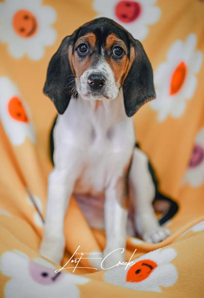 Melody — thumbnail 3