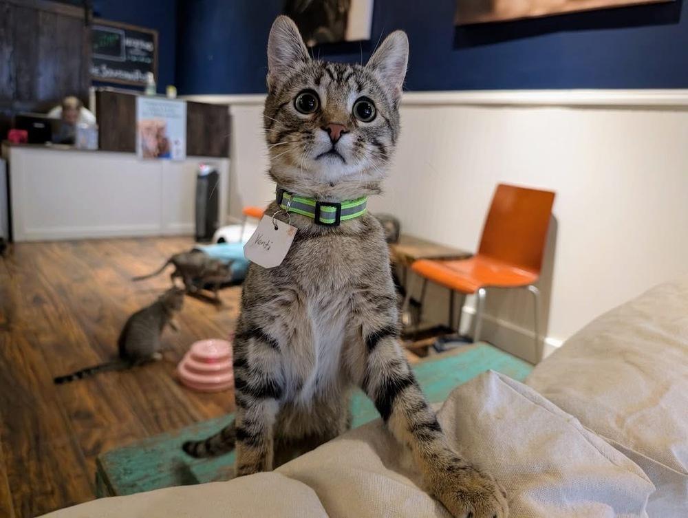 Venti, Adoptable, Kitten Female Domestic Short Hair.