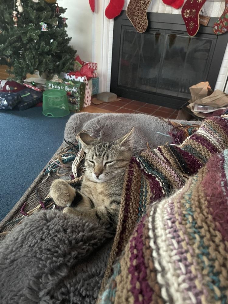 Venti, a Adoptable Domestic Short Hair in Lewisburg, PA image 3/3