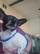 Dakota Lynn , ADOPTABLE, Adult Female Chihuahua.