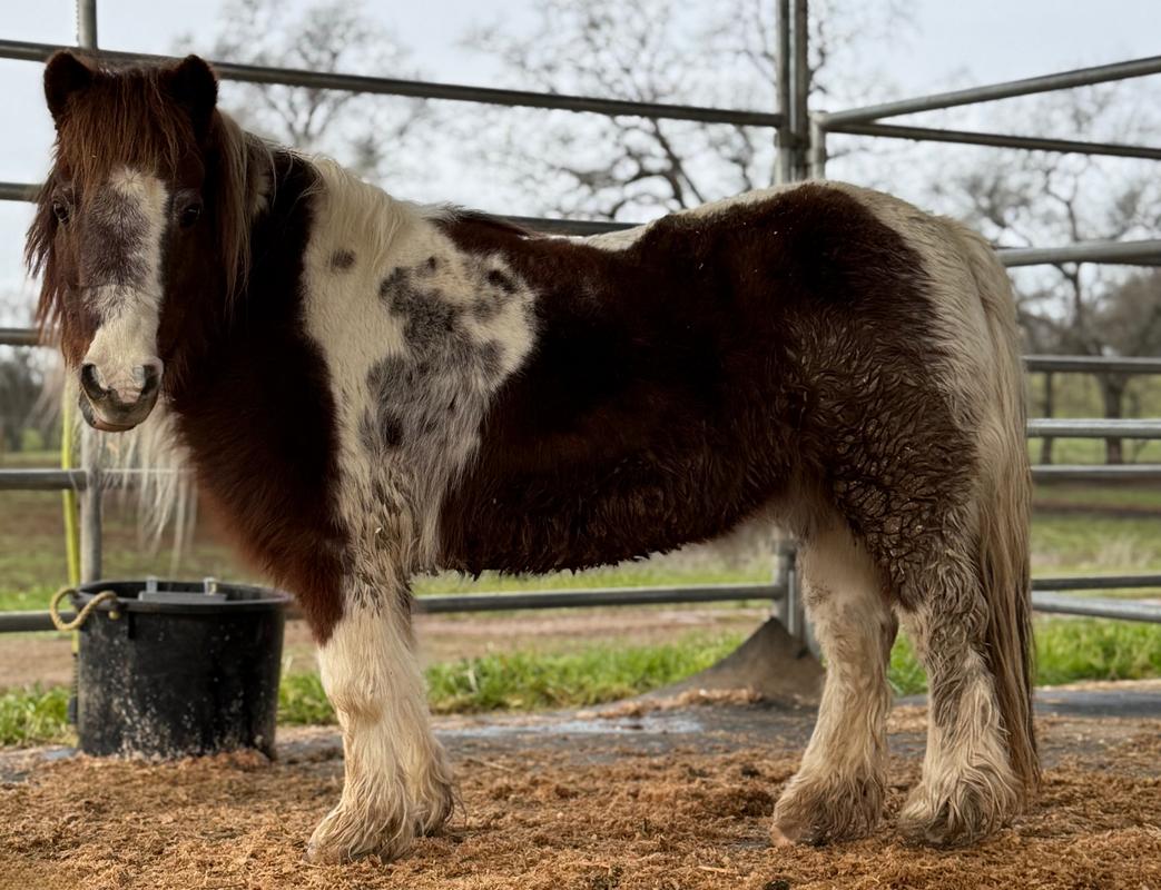 LILLY - Mare/Pinto/Mini/Pony, Adopted, Adult Female Paint / Pinto.