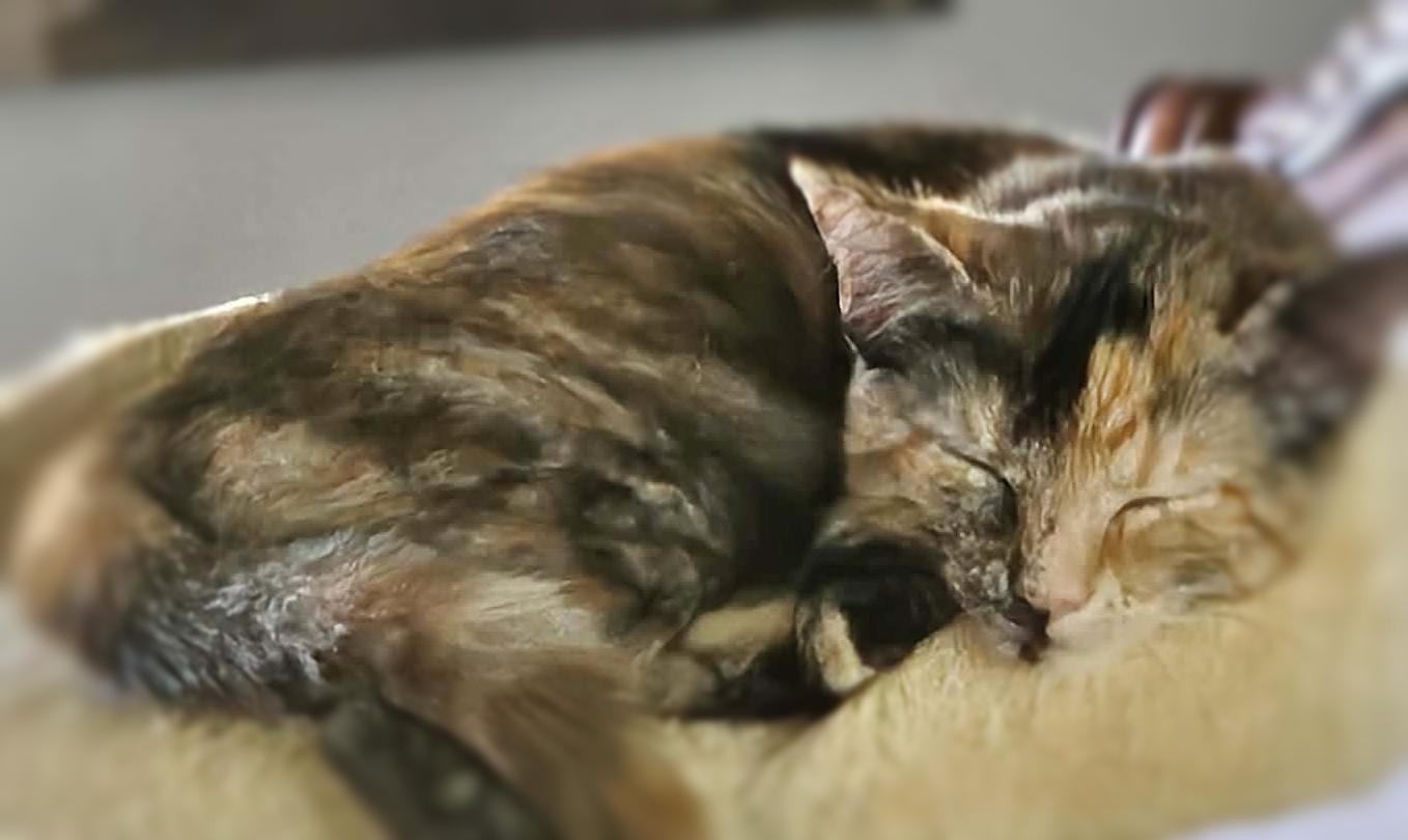 Enlarge Possum (Adoption Pending), a ADOPTABLE mixed breed in Ocean Springs, MS image 2/5