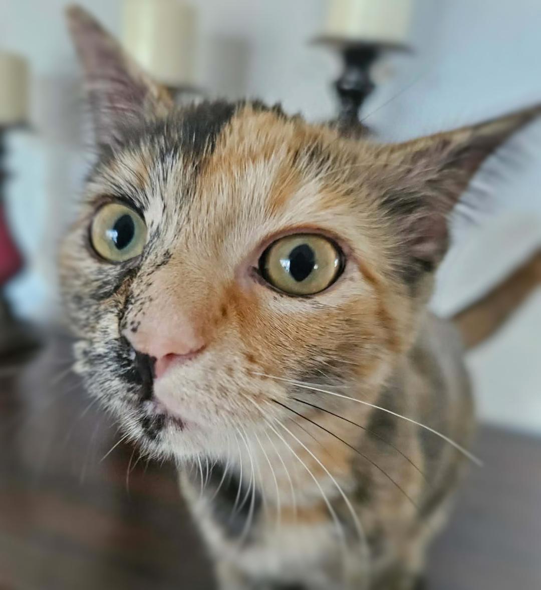 Enlarge Possum (Adoption Pending), a ADOPTABLE mixed breed in Ocean Springs, MS image 3/5