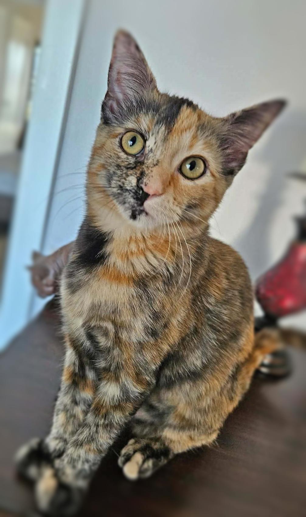 Enlarge Possum (Adoption Pending), a ADOPTABLE mixed breed in Ocean Springs, MS image 4/5