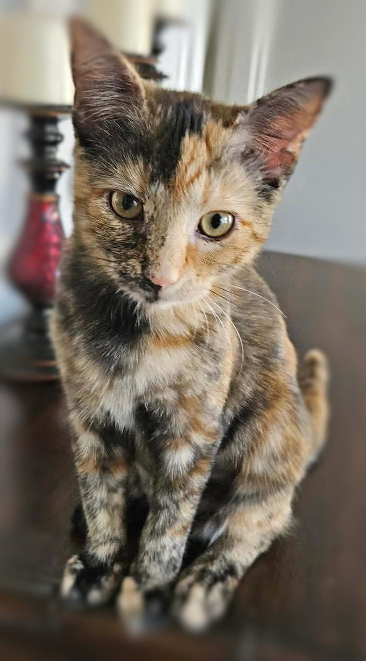 Enlarge Possum (Adoption Pending), a ADOPTABLE mixed breed in Ocean Springs, MS image 5/5