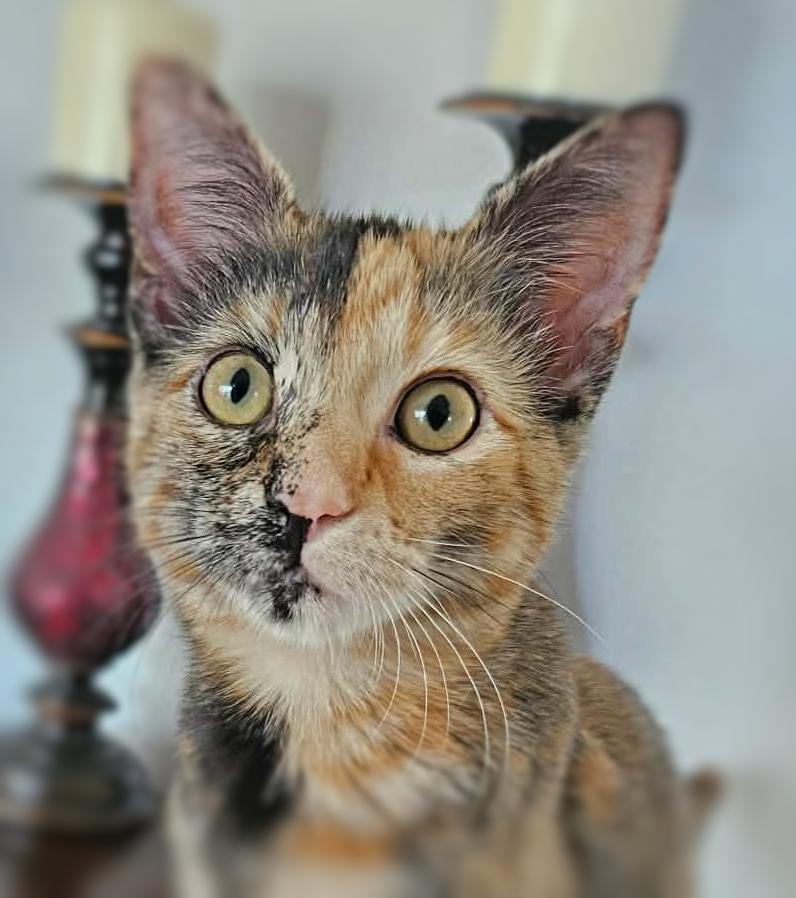 Enlarge Possum (Adoption Pending), a ADOPTABLE mixed breed in Ocean Springs, MS image 1/5