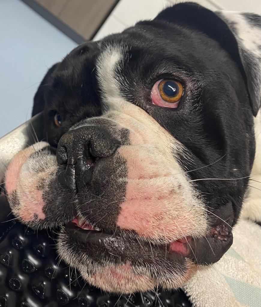 Groopert, Adoptable, Young Male English Bulldog & Mixed Breed.