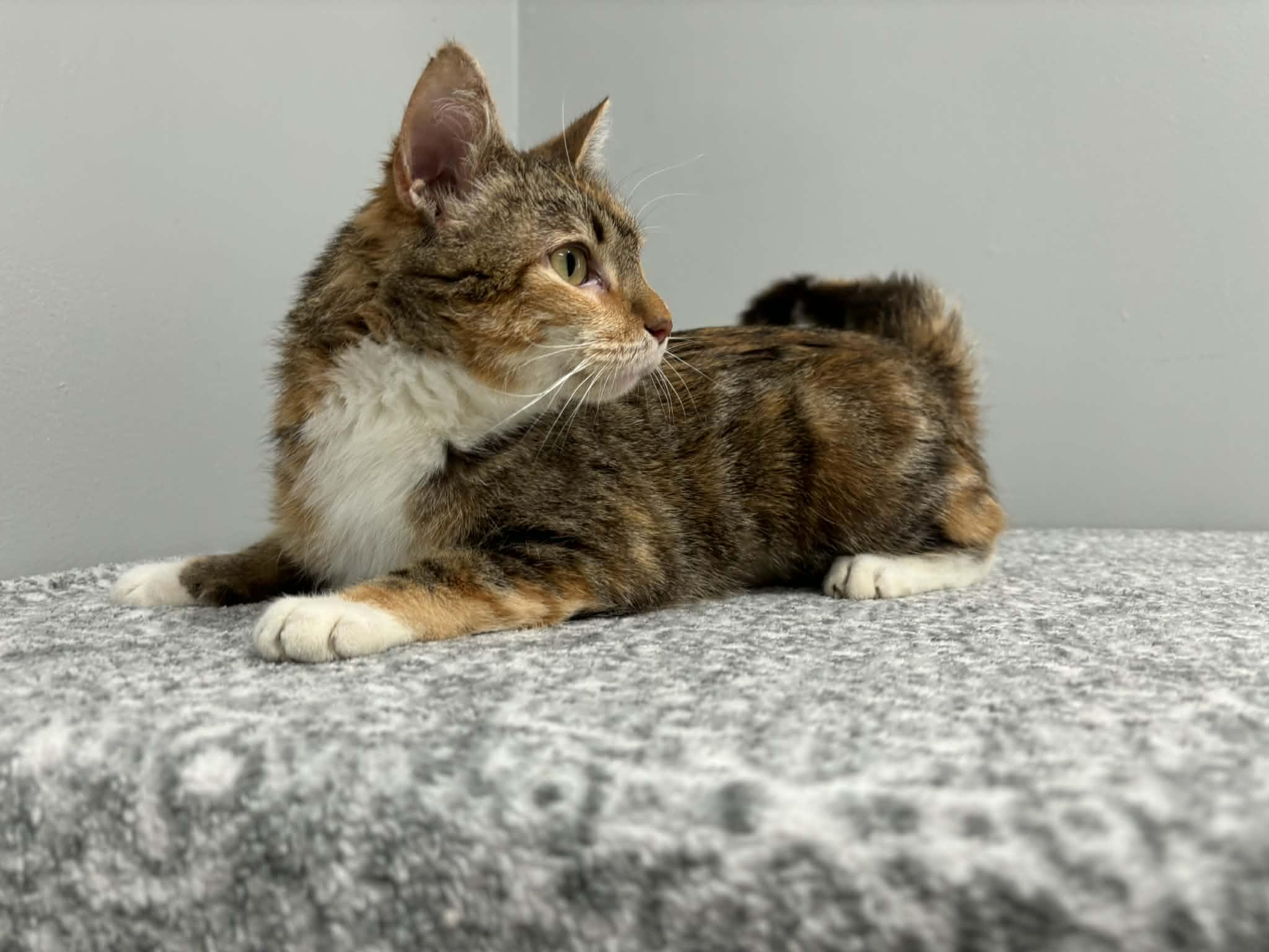 Millie, a Adoptable Domestic Short Hair in Frankfort, IN image 2/4