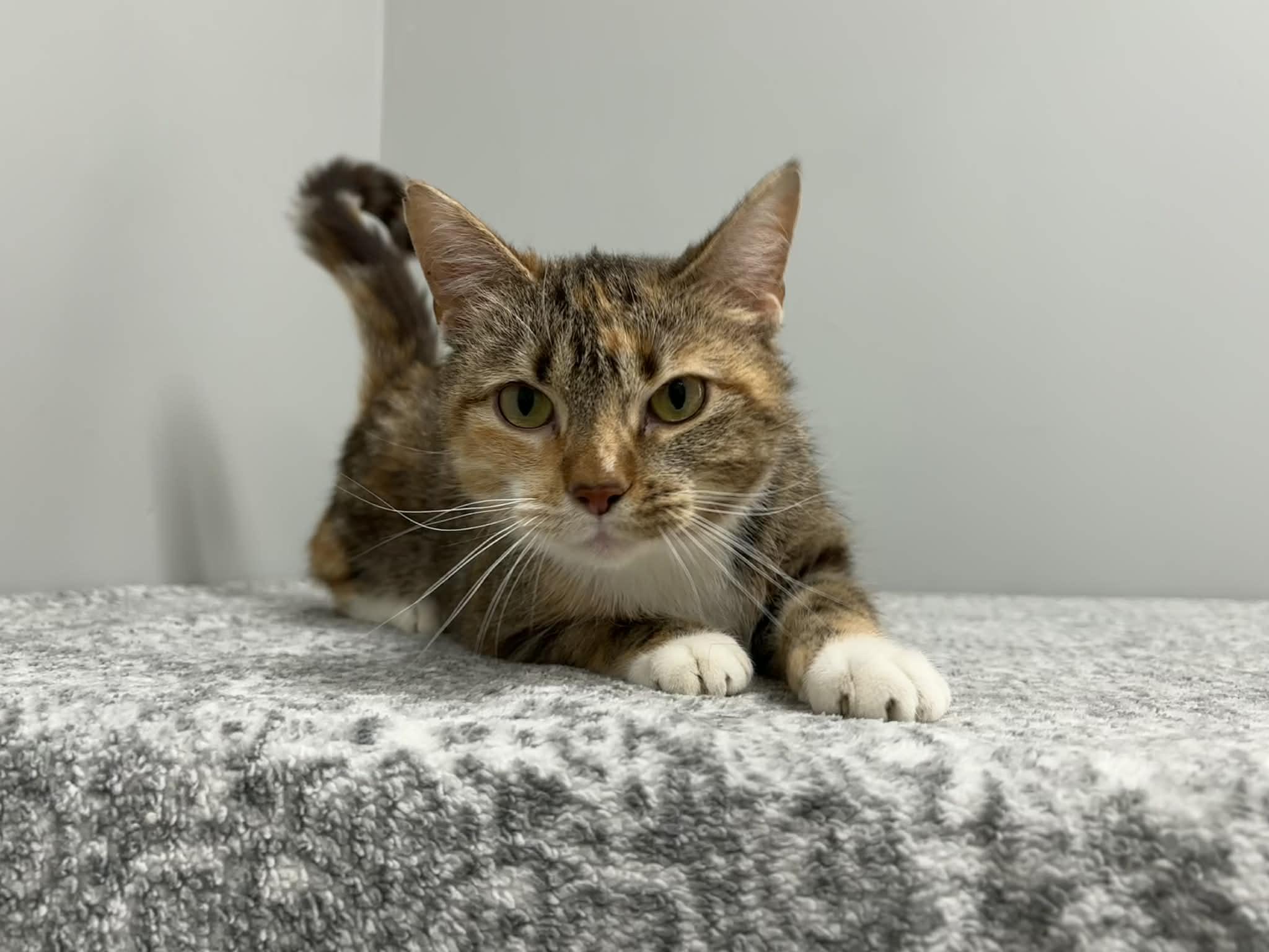 Millie, a Adoptable Domestic Short Hair in Frankfort, IN image 3/4