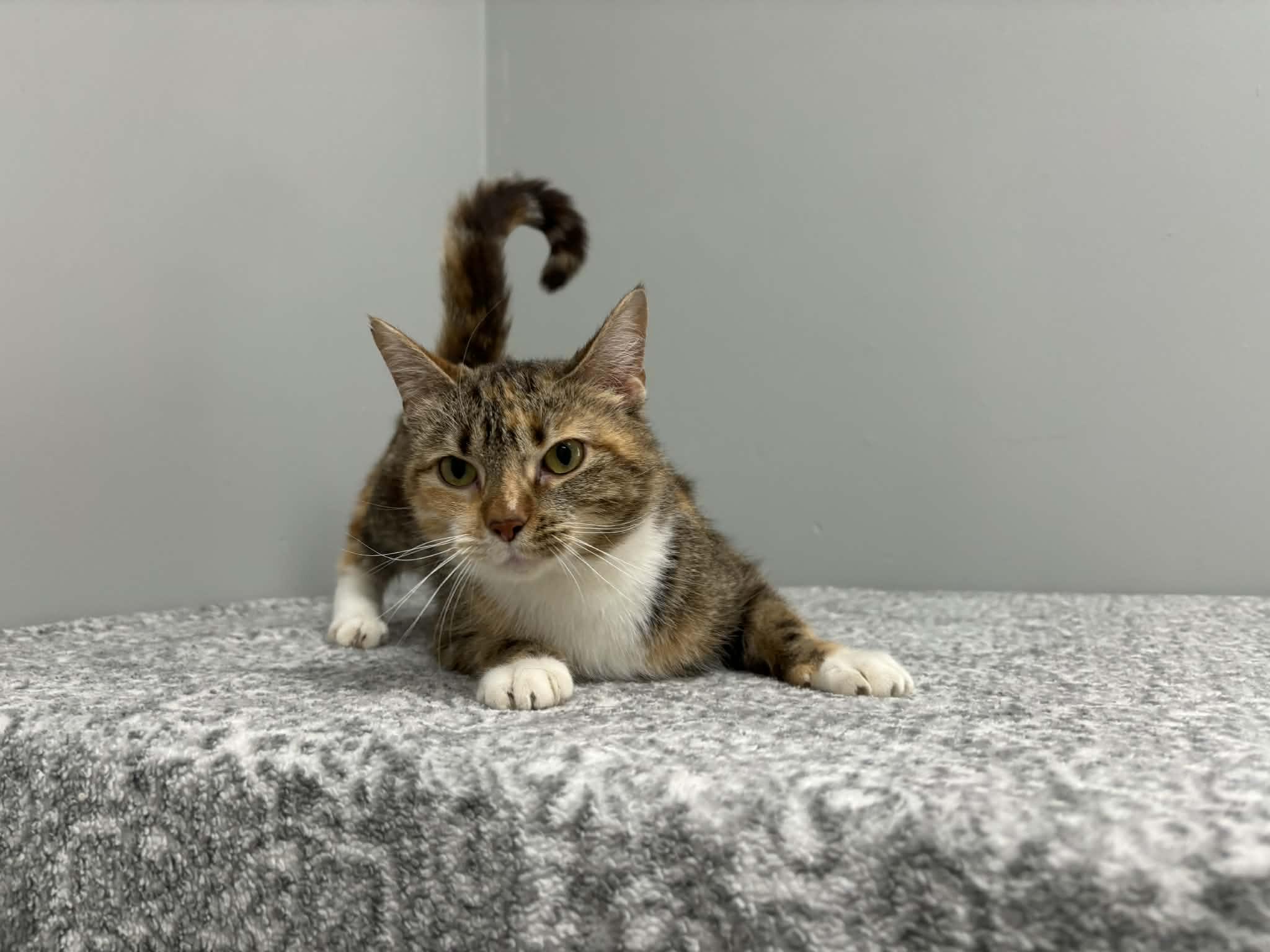 Millie, a Adoptable Domestic Short Hair in Frankfort, IN image 1/4