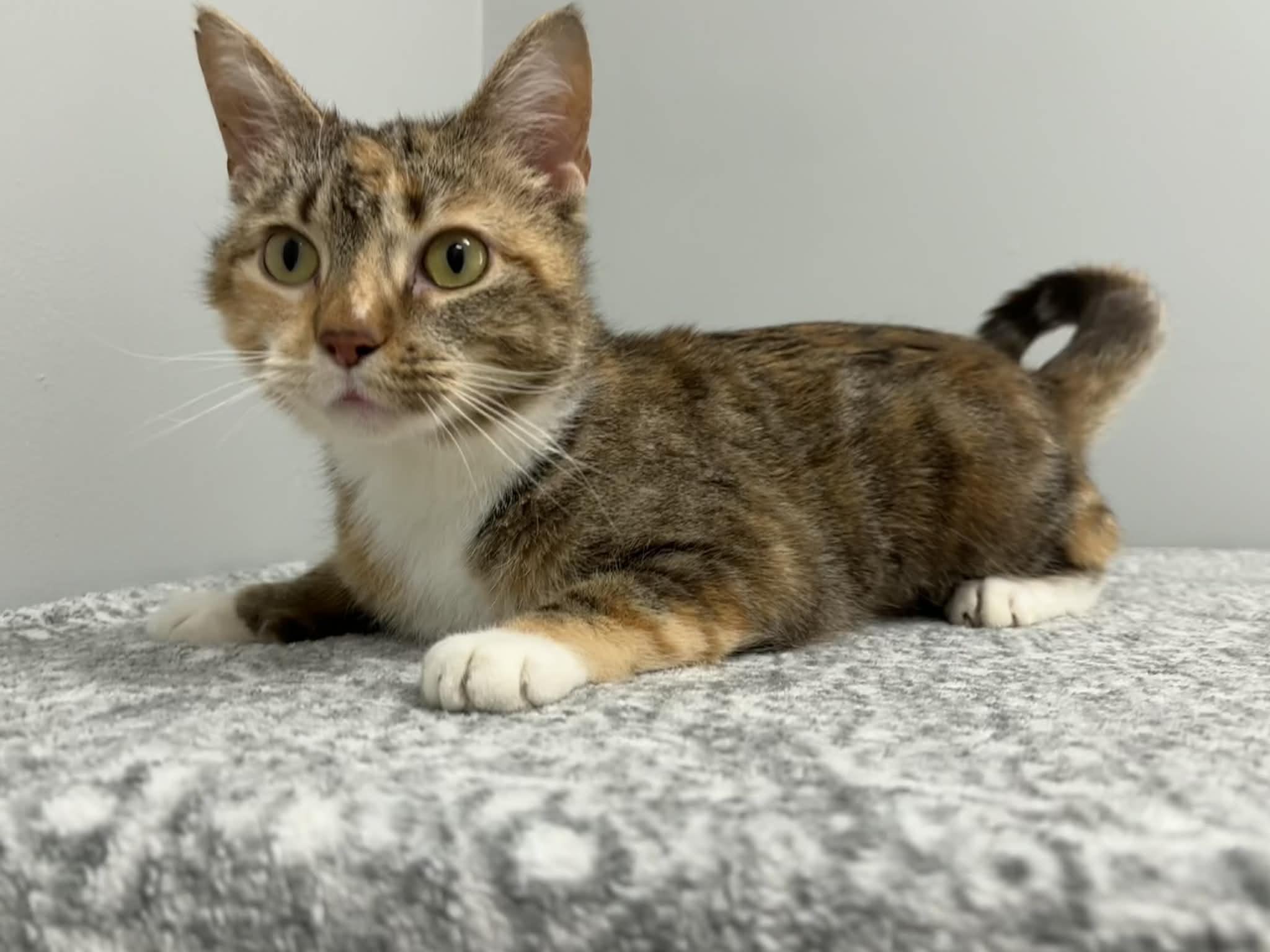 Millie, a Adoptable Domestic Short Hair in Frankfort, IN image 4/4