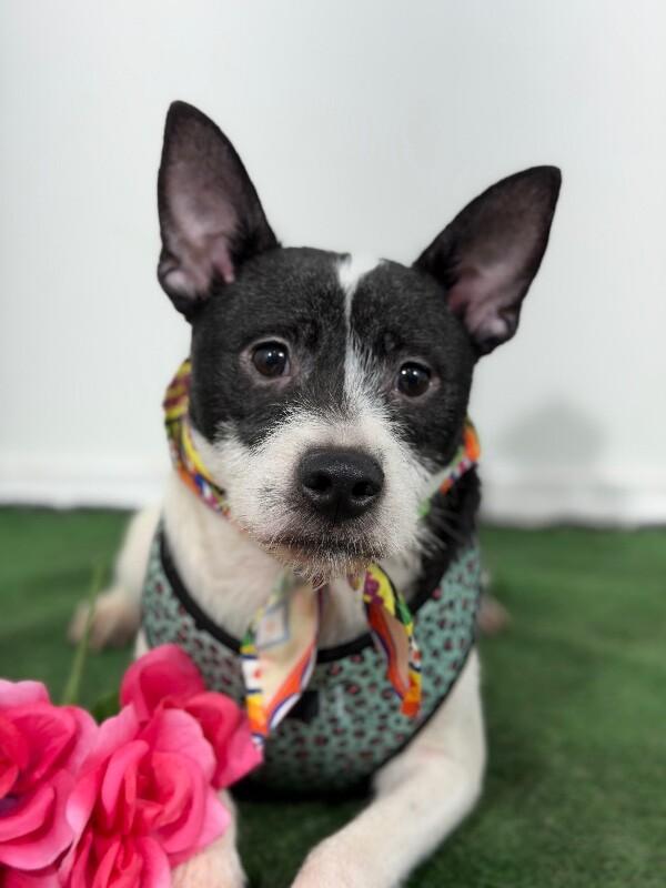 Pepperoni-One of our Amazing Rescue Dogs, Adoptable, Puppy Male Rat Terrier & Border Terrier.