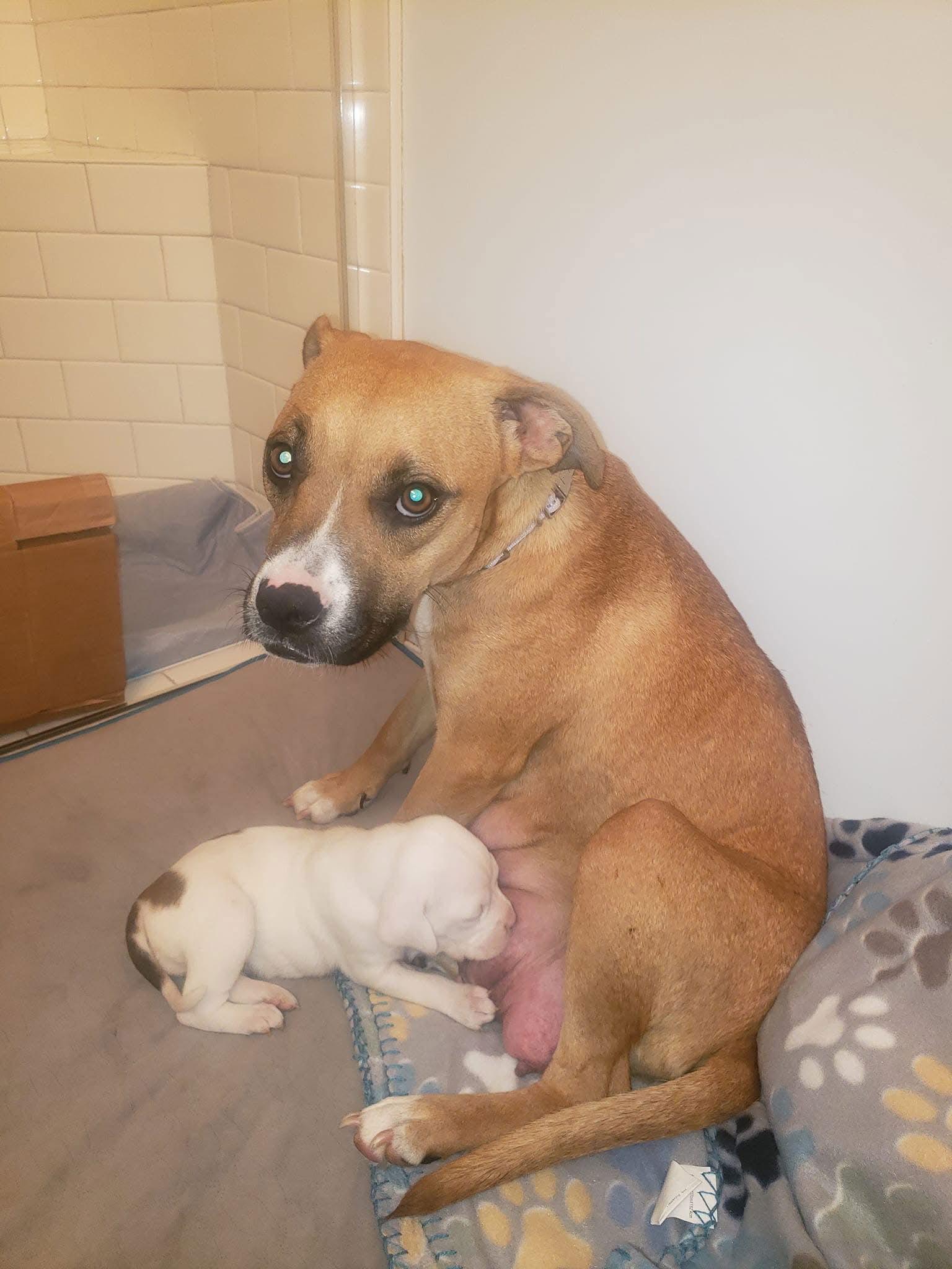 Rachel *, Adoptable, Adult Female Boxer & Terrier.