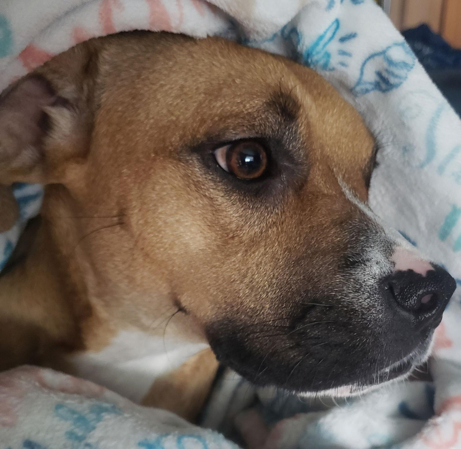 Enlarge Rachel *, a Adoptable mixed breed in Royal Palm Beach, FL image 2/3