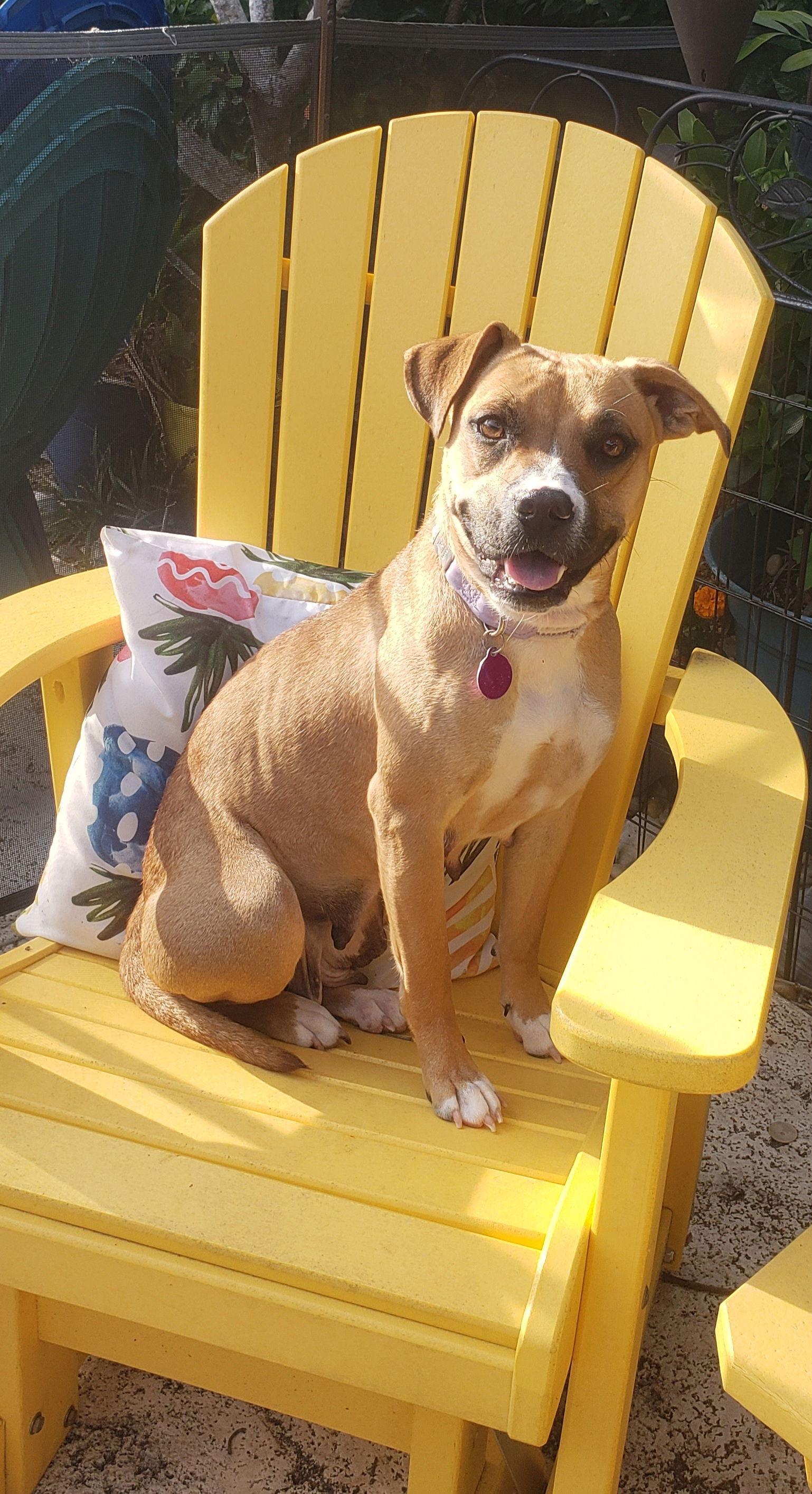 Enlarge Rachel *, a Adoptable mixed breed in Royal Palm Beach, FL image 3/3