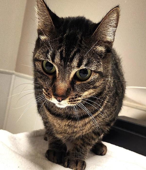 Princess, Adoptable, Adult Female Domestic Short Hair.