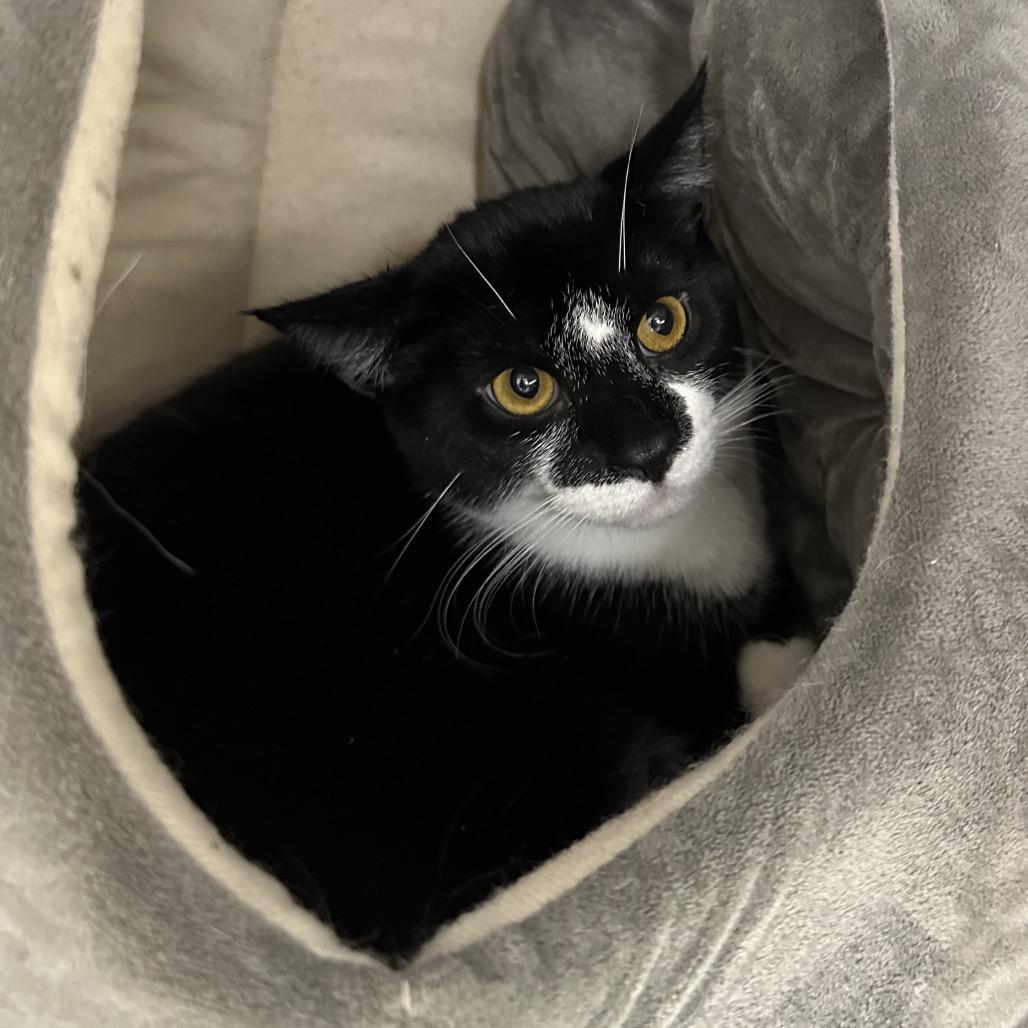 Protractor, Adoptable, Adult Male Domestic Short Hair.