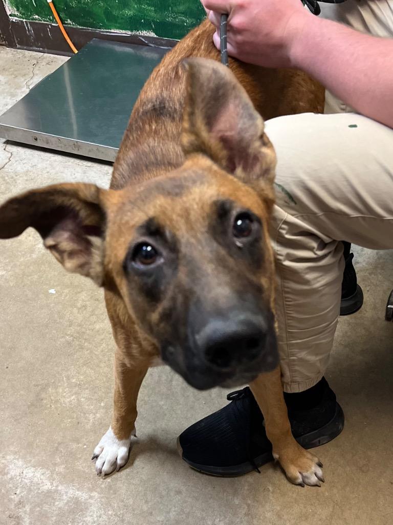 Maynard, Adoptable, Young Male Belgian Shepherd / Malinois.