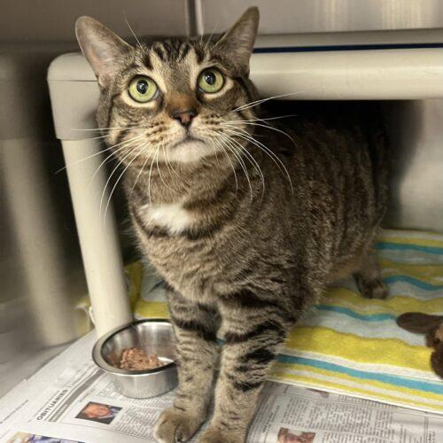 GOLIATH, Adoptable, Senior Male Domestic Short Hair.